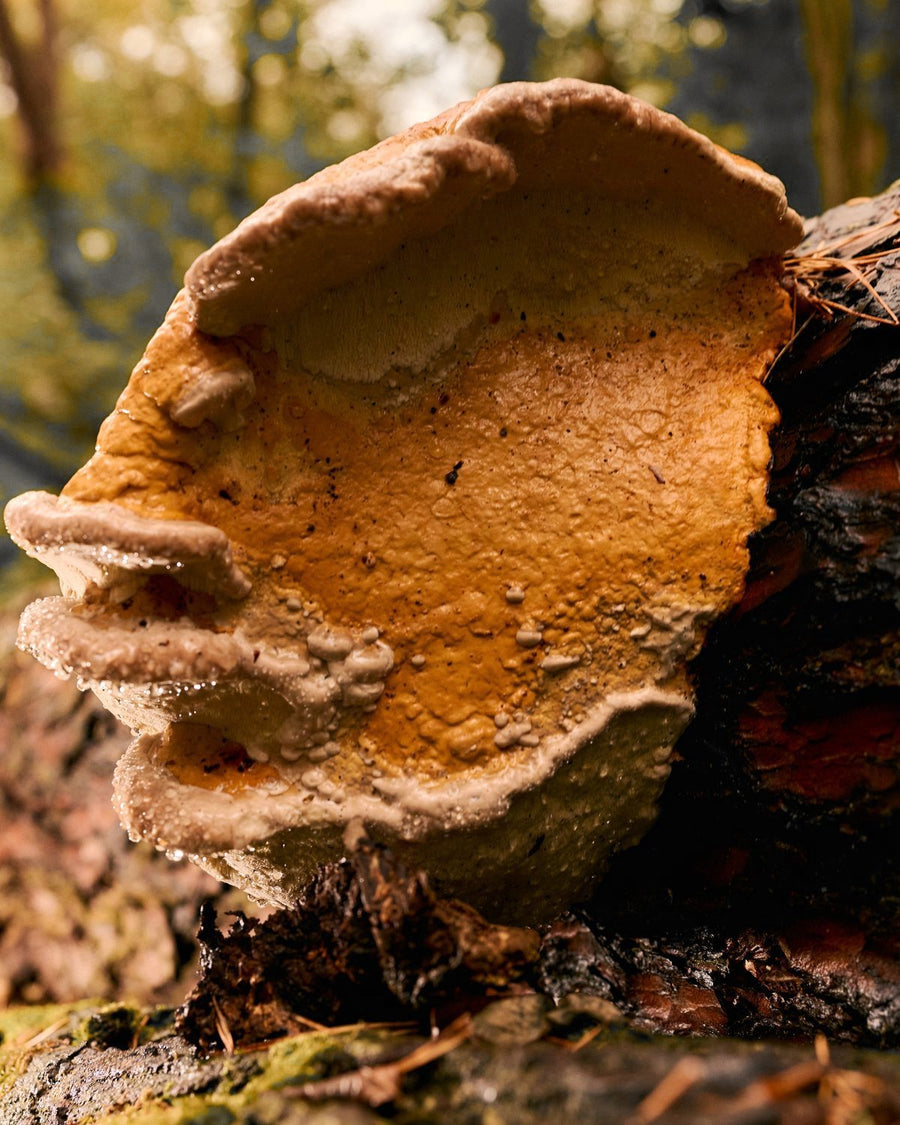 A golden bracket mushroom on a fallen log in the forest